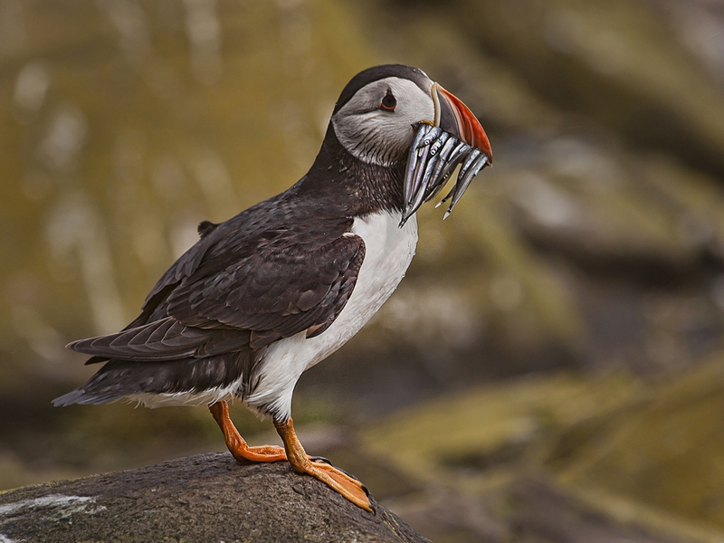 662 - PUFFIN WITH SANDEELS - RADDEN PAUL - united kingdom.jpg